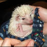 The mean hedgehog