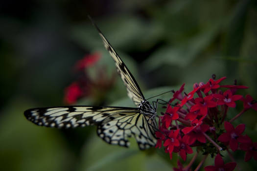 Kew Gardens Butterfly