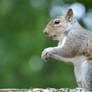 squirrel 1