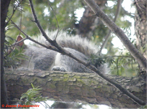 Squirell.