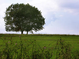 Lone Tree III