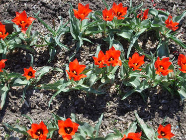 Red tulips