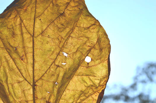 Vintage autumn