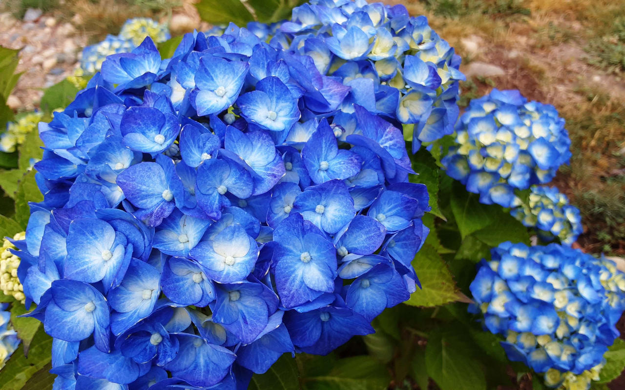 Random Flower #2 by AlexsSpace on DeviantArt