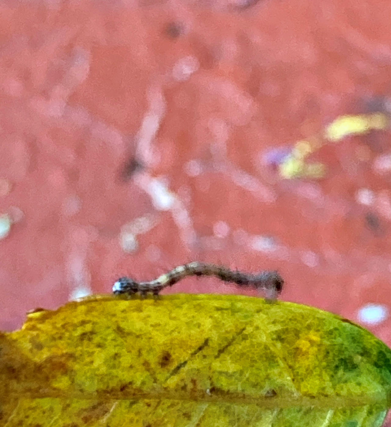 Inch Worm 5 by AlexsSpace on DeviantArt