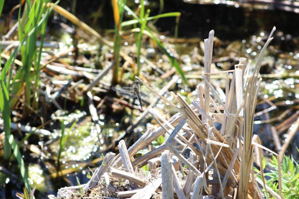 swamp water and dead reeds by theresashaw on DeviantArt