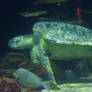 sea turtle