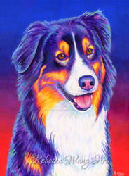 Colorful Tricolor Australian Shepherd - Shane