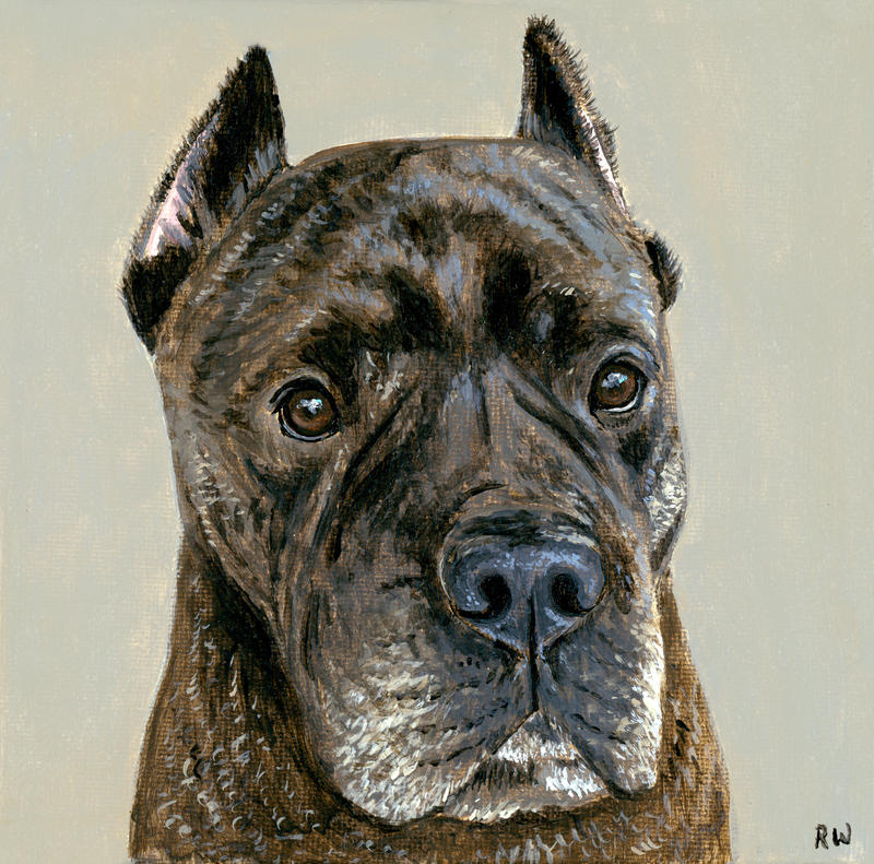 Cane Corso Model Cane Corso Dog by rebeccawangart on DeviantArt