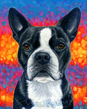Baxter the Boston Terrier Dog