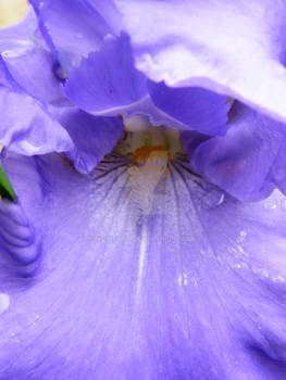 Iris Closeup 3