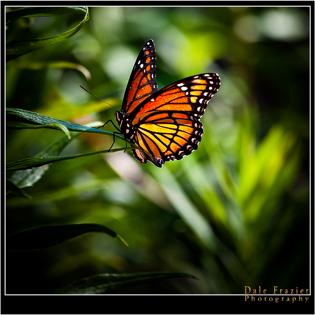 Monarch Beauty