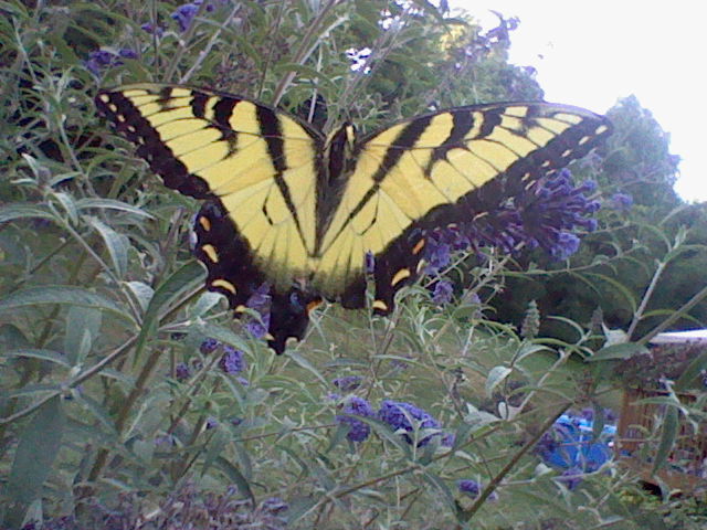 Butterfly