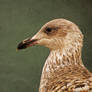 Portrait #5, Gull