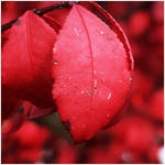 Red Leaf by barefootphotos