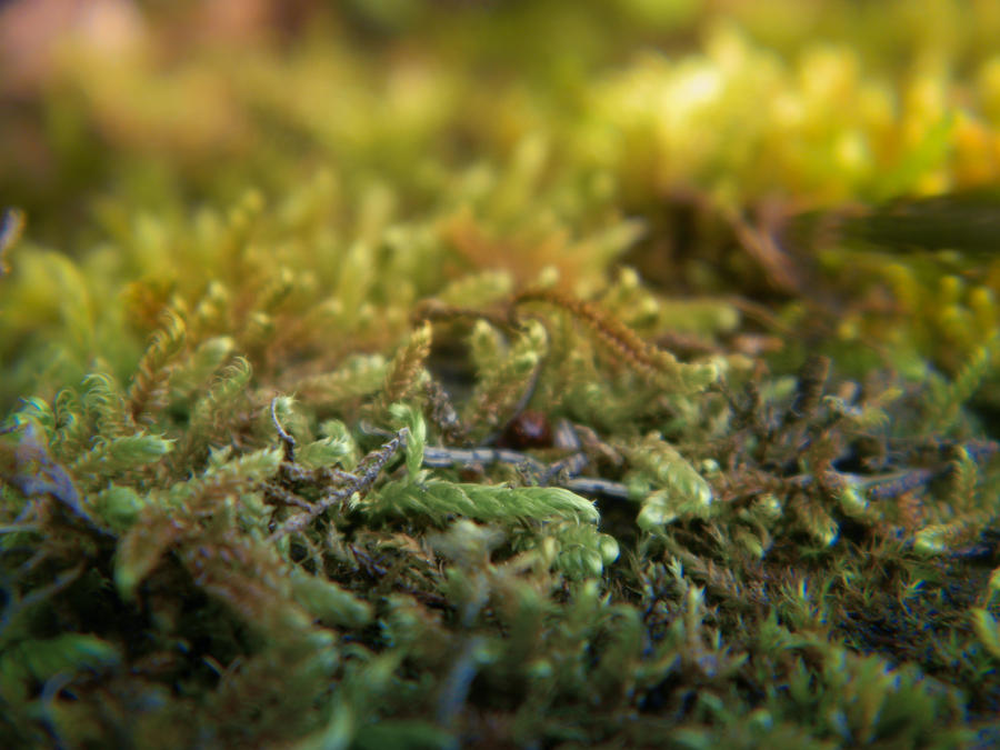 3035 - random nature by barefootphotos on DeviantArt