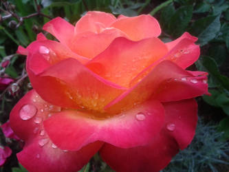 Raindrops Rose