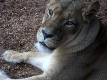 African Lioness