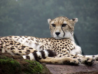 Northeastern African Cheetah