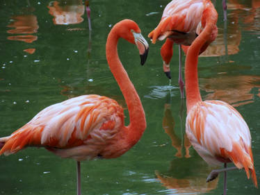 Chilean Flamingo's