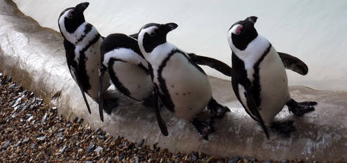 Humboldt Penguin