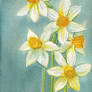 Narcissi