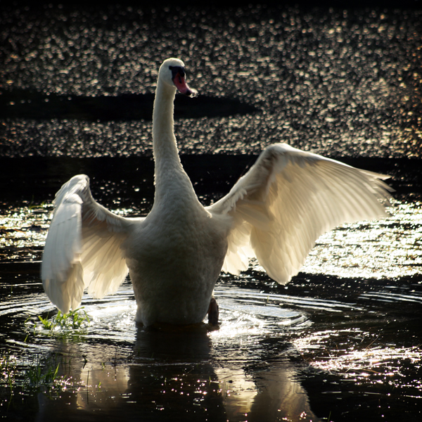 The Swan