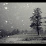 Sneeuwvlokken