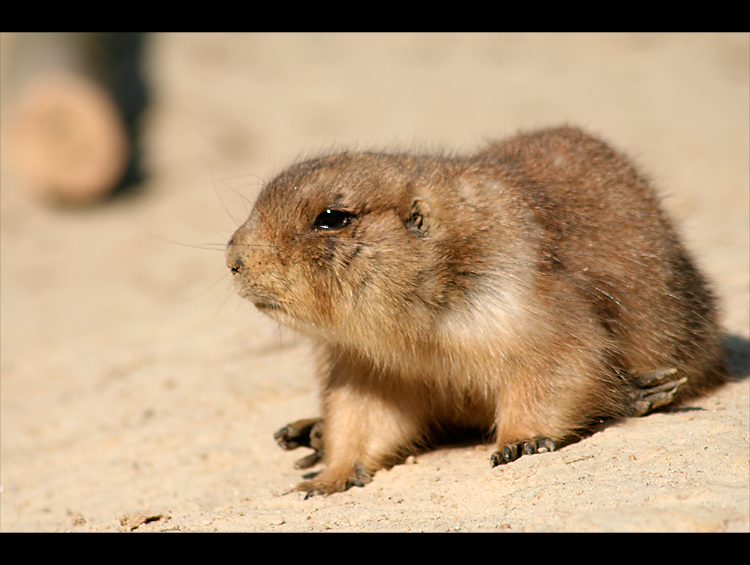 Prairie dog