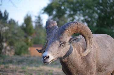 Bighorn Sheep 1