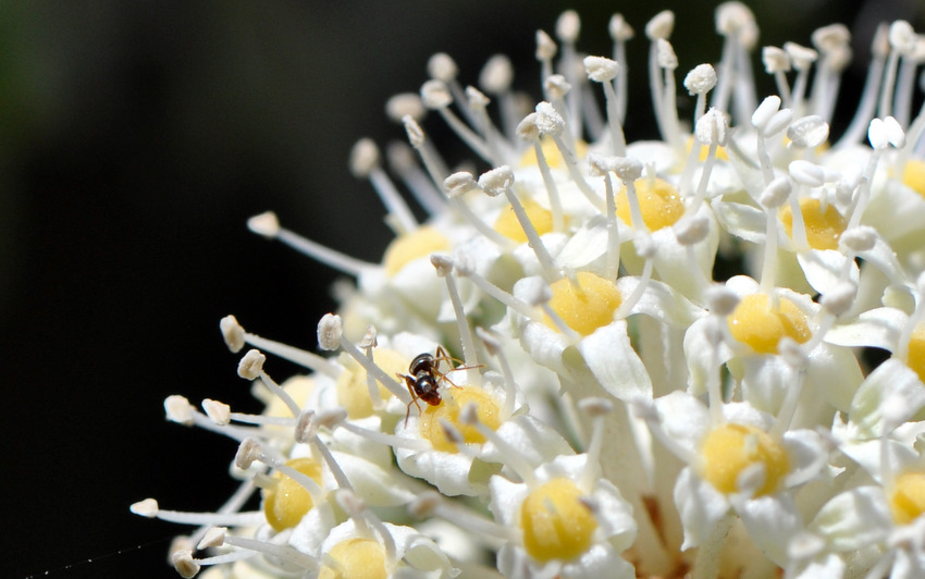 White-Yellow-Ant