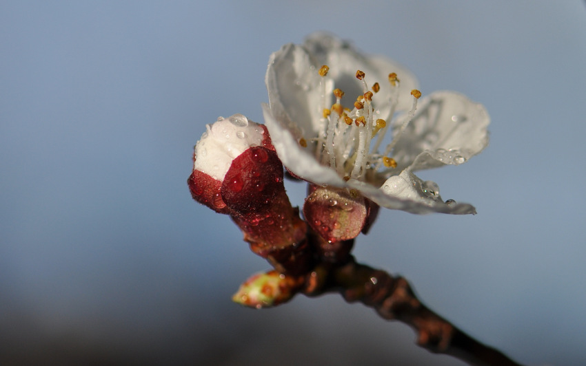 Steps of Spring