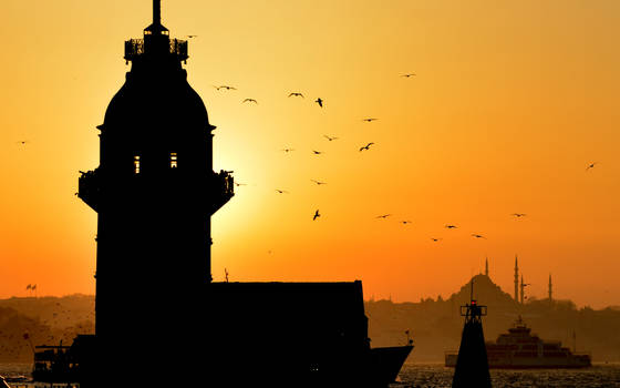 Seagulls in Istanbul