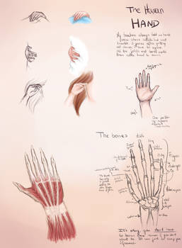 Hands Guide - Bones - Pt.1