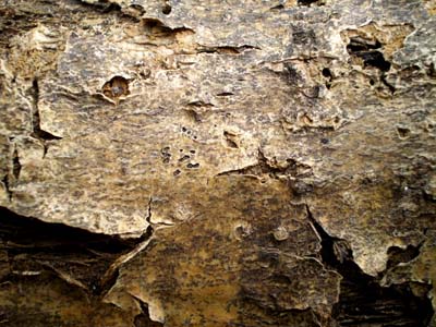 Wood Texture  (11)