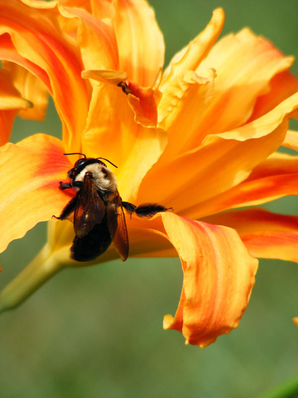 Bee and a flower