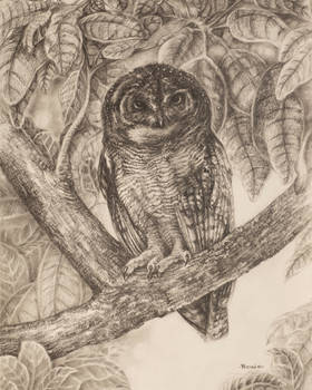 Mottled wood owl