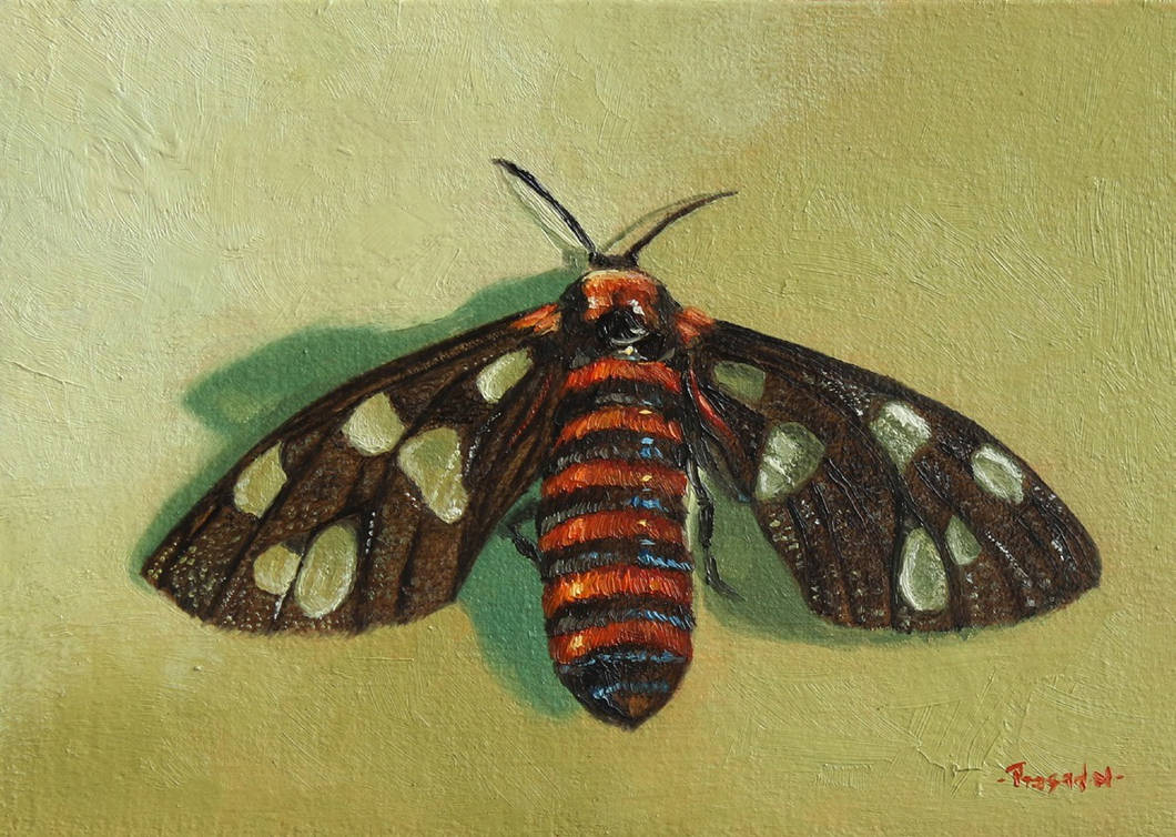 Sandalwood Defoliator by Prasad-Natarajan on DeviantArt