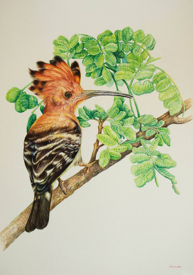 Abstract Hoopoe Common Hoopoe by Prasad-Natarajan on DeviantArt