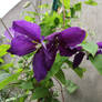 Purple flower