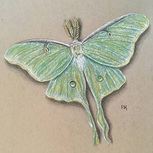 Luna Moth // colored pencil