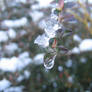 Frozen Drop