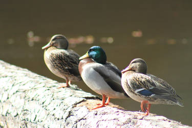 Mallards