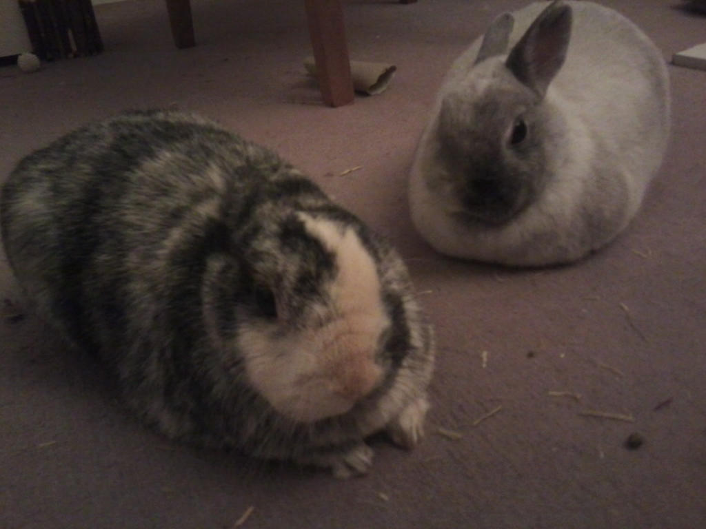 Rabbits by Rionna18 on DeviantArt