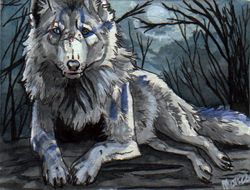 ACEO - Wolf-Minori