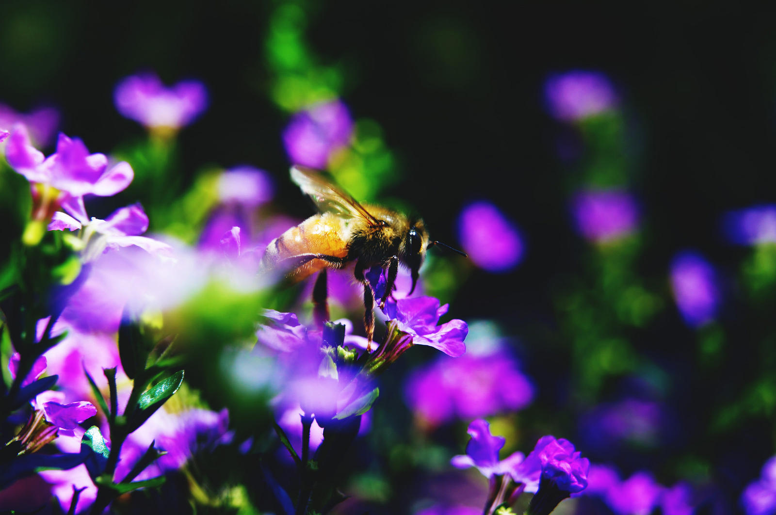 Pollinator by AWanderingDryad on DeviantArt