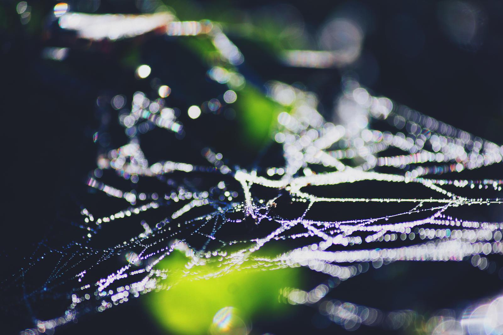 Cobwebs And Bokeh