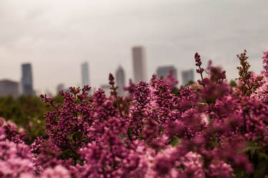 Flowers in The City