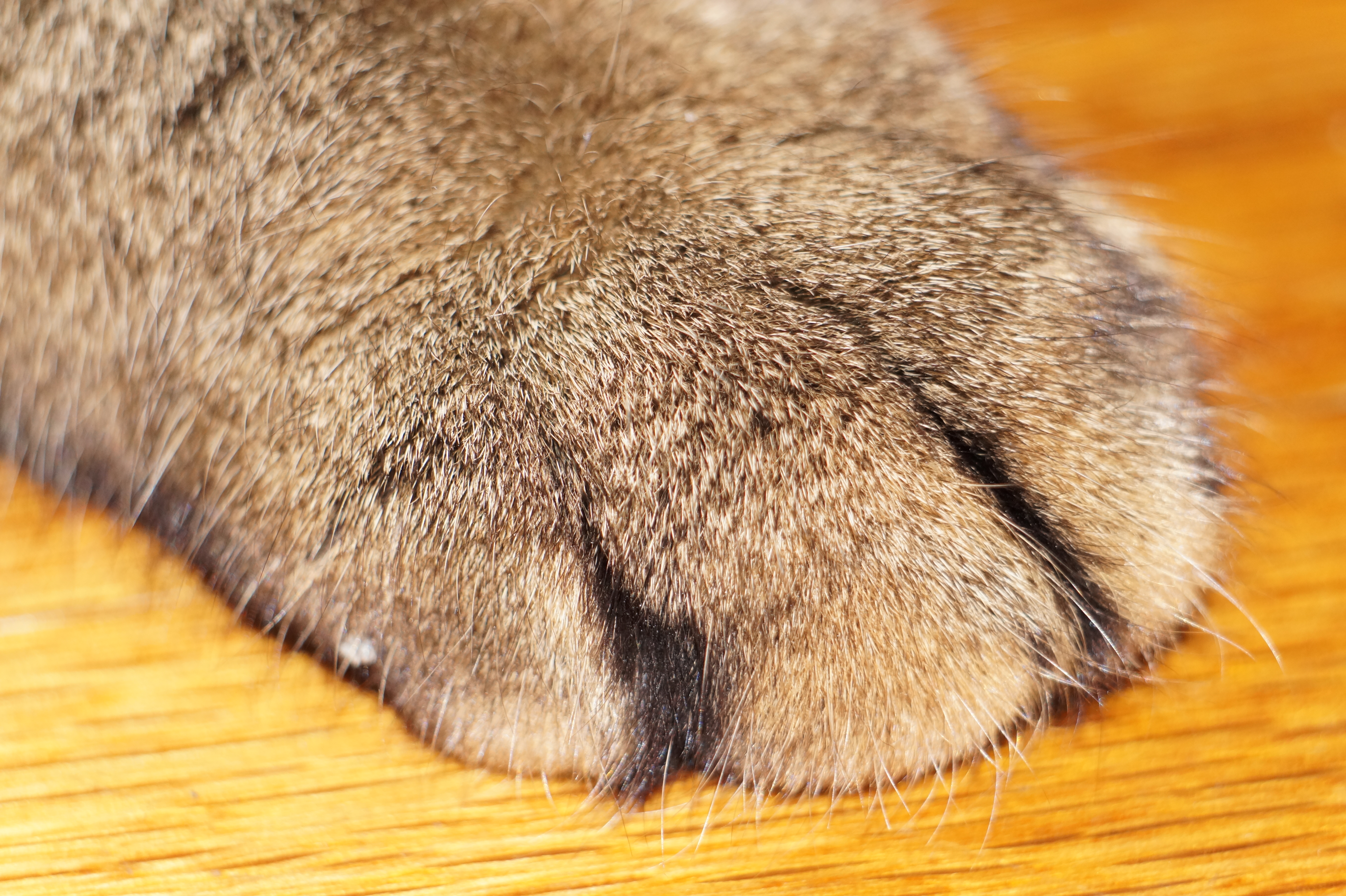 kitty paw