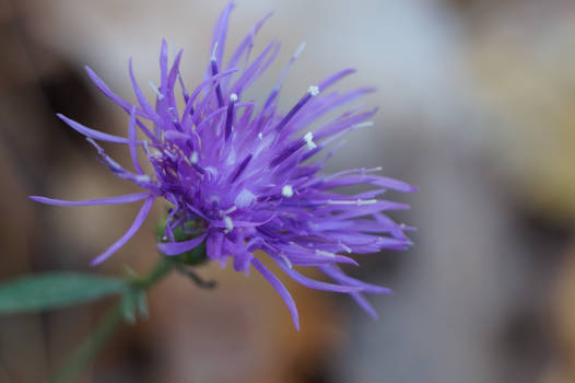 Purple macro